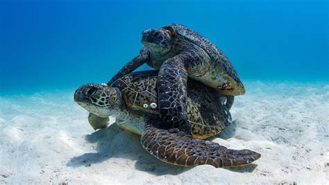 Turtle Mating Habits